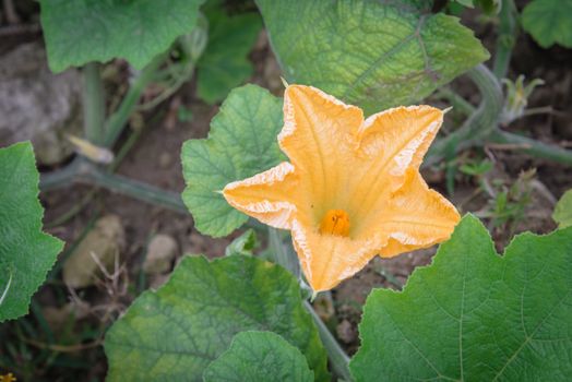 Close-up yellow pumpkin flower and young fruit at farm in the North Vietnam. Strong green pumpkin vine growing on clay soil with weed. Agriculture background.