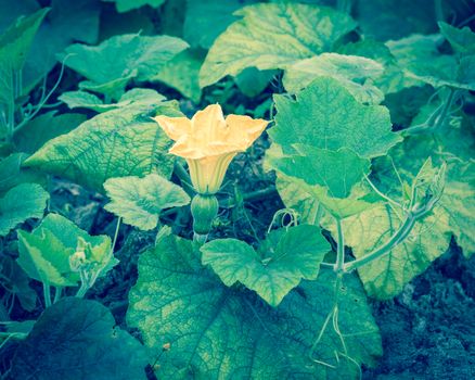 Top view a pumpkin farm in the North Vietnam with yellow squash flower and young fruit. Strong green pumpkin vine growing on clay soil with weed. Agriculture background.