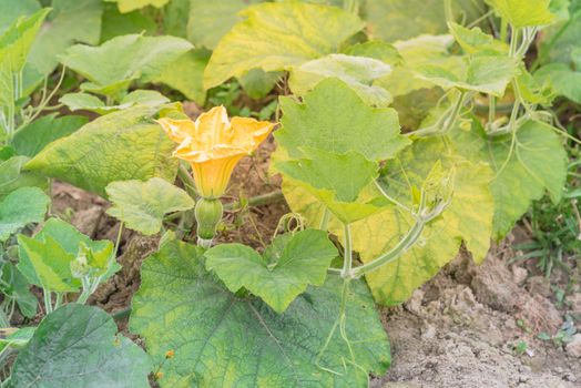 Close-up yellow pumpkin flower and young fruit at farm in the North Vietnam. Strong green pumpkin vine growing on clay soil with weed. Agriculture background.