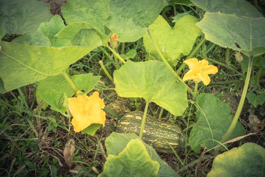 Green pumpkin squash ready to harvest at rural farm in the North Vietnam. Strong green pumpkin vine growing on clay soil with weed, yellow flower and young fruit. Agriculture background.