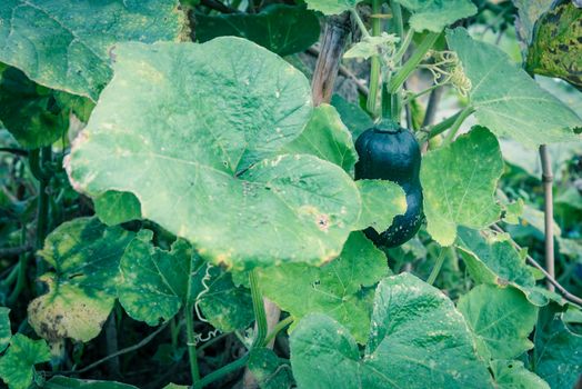 Young pumpkin growing on bamboo trellis stake at rural farm in North Vietnam. Strong green pumpkin vine growing on clay soil with weed and young fruit. Agriculture background.