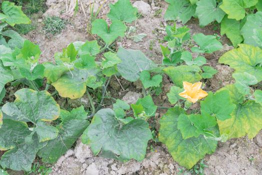 Top view a pumpkin farm in the North Vietnam with yellow squash flower and young fruit. Strong green pumpkin vine growing on clay soil with weed. Agriculture background.