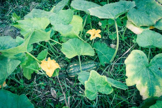 Green pumpkin squash ready to harvest at rural farm in the North Vietnam. Strong green pumpkin vine growing on clay soil with weed, yellow flower and young fruit. Agriculture background.