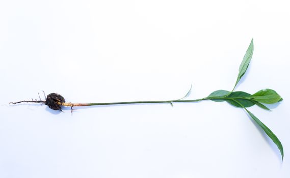 avocado seed germinated plant