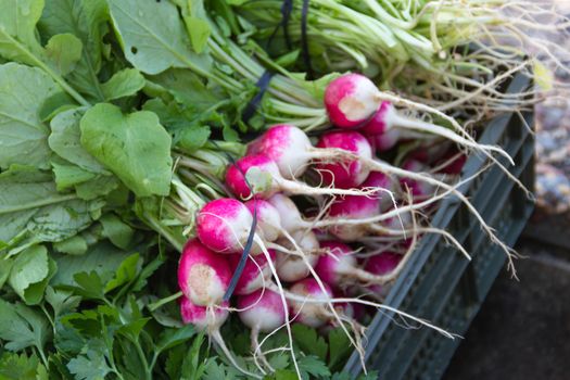 radishes harvested in the organic garden for sale at the street fair