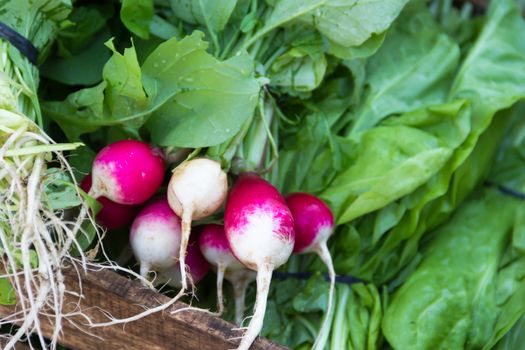 radishes harvested in the organic garden for sale at the street fair