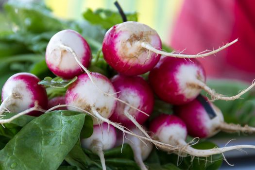 radishes harvested in the organic garden for sale at the street fair