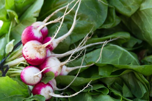 radishes harvested in the organic garden for sale at the street fair