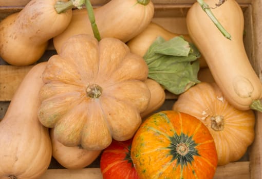 variety of fresh squash