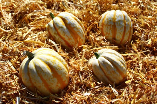 The picture shows pumpkins on straw