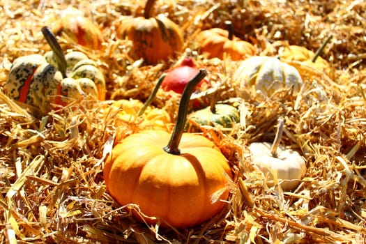 The picture shows pumpkins on straw