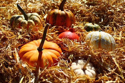 The picture shows pumpkins on straw
