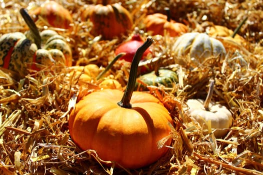 The picture shows pumpkins on straw