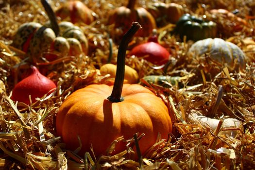 The picture shows pumpkins on straw