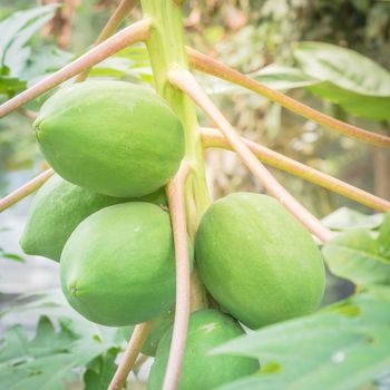 Close-up bunch of green papaya on tree branch at garden in North Vietnam. Organic papaw or pawpaw tropical fruit growing with long leaves stem