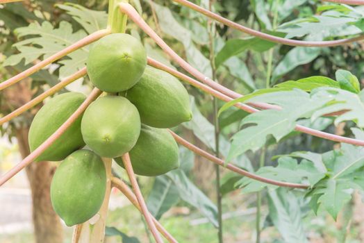 Bunch of green papaya on tree branch at garden in North Vietnam. Organic papaw or pawpaw tropical fruit growing with long leaves stem