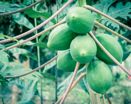 Bunch of green papaya on tree branch at garden in North Vietnam. Organic papaw or pawpaw tropical fruit growing with long leaves stem