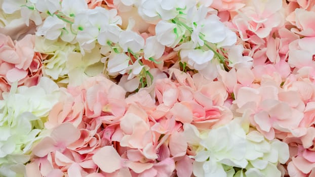wall of large white and pink flowers-peonies