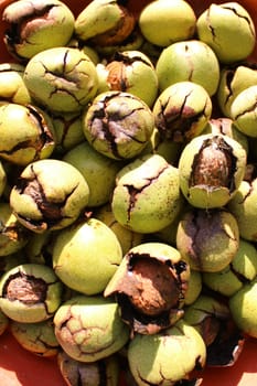 The picture shows many ripe walnuts with shells