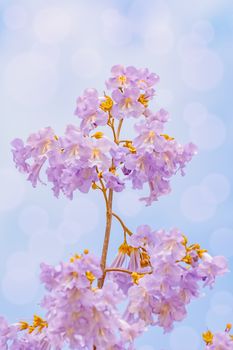 Flowers of Paulownia Fortunei in the Spring