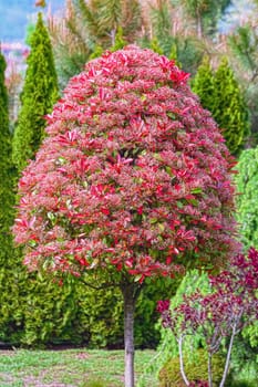 Spring is coming. Tree in blossom in the garden.