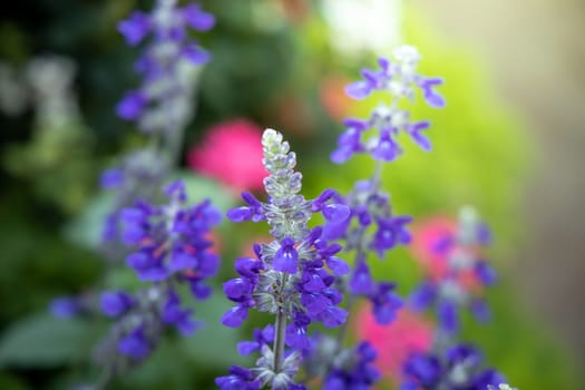 The background image of the colorful flowers, background nature