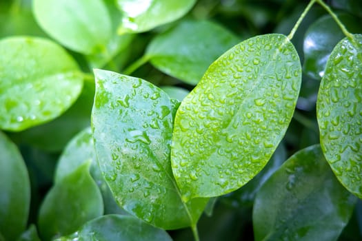 Close Up green leaf under sunlight in the garden. Natural background with copy space.