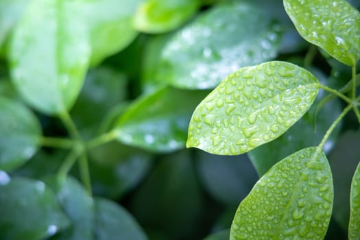 Close Up green leaf under sunlight in the garden. Natural background with copy space.