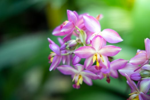 The background image of the colorful flowers, background nature