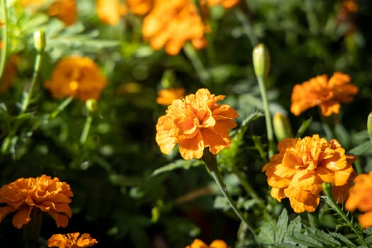 The background image of the colorful flowers, background nature