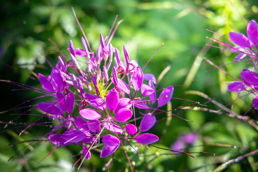 The background image of the colorful flowers, background nature