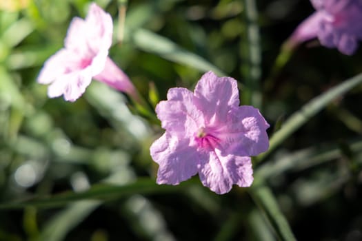 The background image of the colorful flowers, background nature