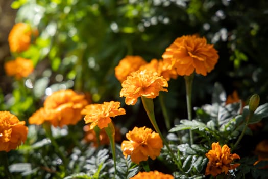 The background image of the colorful flowers, background nature