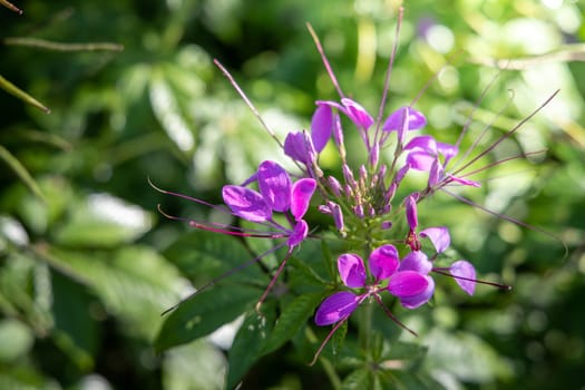 The background image of the colorful flowers, background nature