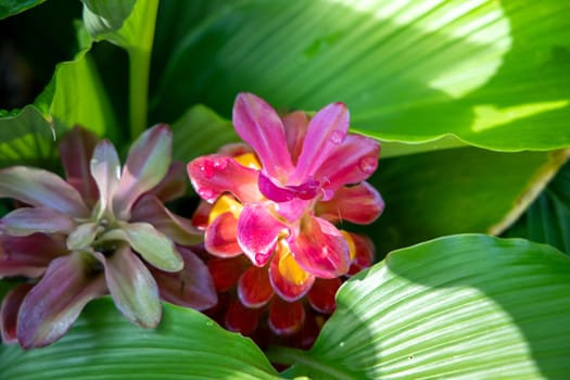 The background image of the colorful flowers, background nature