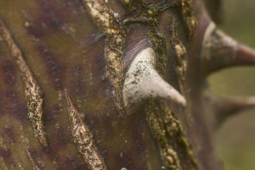 Texture of the wood of a rose with a thorn sticking in the center of the image.