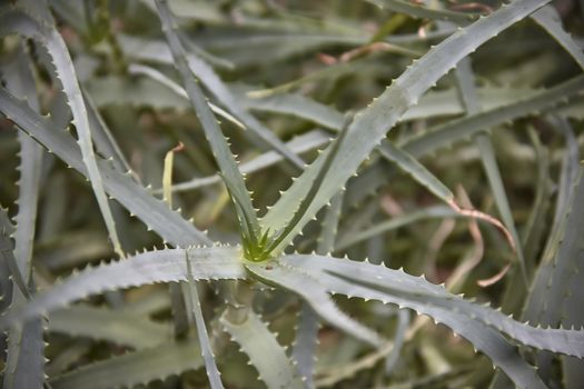 Detail of some parts of the aloe plant: exotic plant used for the care and well-being of man.