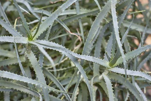 leaves and ramifications of the aloe vera plant: typical succulent plant with known medical and aesthetic qualities.