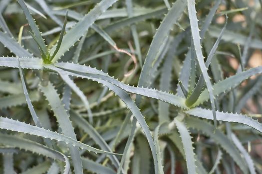 leaves and ramifications of the aloe vera plant: typical succulent plant with known medical and aesthetic qualities.