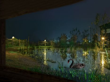 Small enchanted pond resumed during the night illuminated by very special lights that make it a fairytale landscape ...