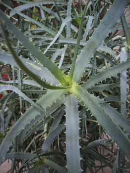 Detail of some parts of the aloe plant: exotic plant used for the care and well-being of man.