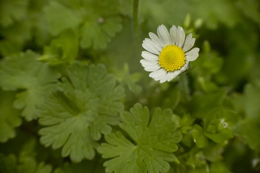 Daisy surrounded by a texture of green grass at spring.