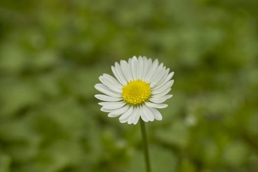 Close-up of a daisy flower with blurred green background.