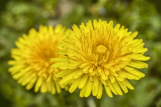 Enlargement of the dandelion flower with a very high level of detail.