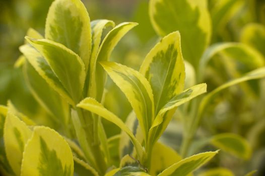 Macro shot of some leaves of an ornamental garden plant.