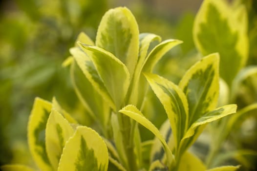 Macro shot of some leaves of an ornamental garden plant.