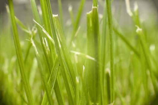 Blades of grass in a garden at spring give unique colors and shapes ...