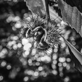 chestnuts in the woods in autumn