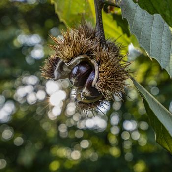 chestnuts in the woods in autumn