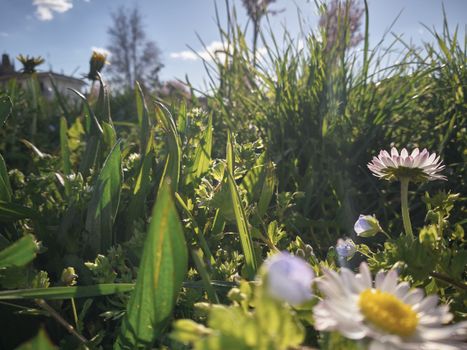 Magnificent shot of a detail of a flower garden in spring under the illumination of the sun's rays.